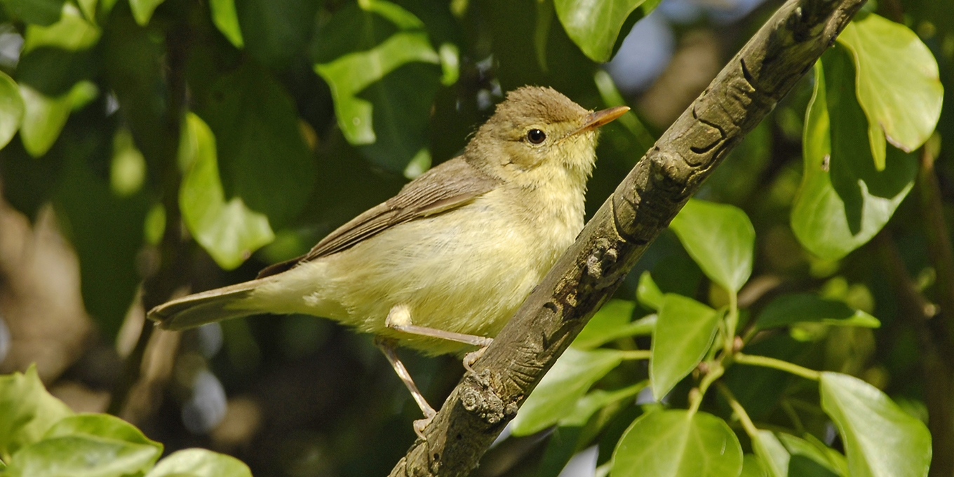 Les oiseaux des prairies du Fouzon